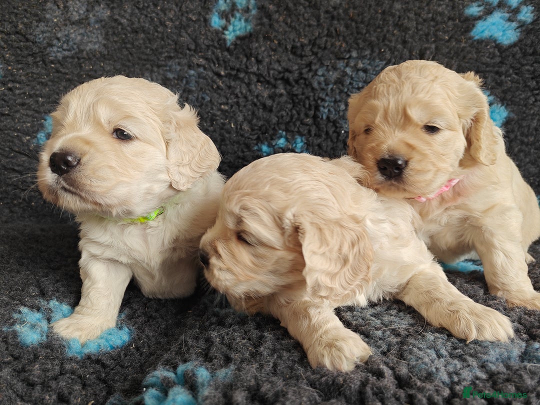 Mixed Breed dogs for sale: 🐾 Dakota Sports Retrievers 🐾 (Mini Retrievers)  - Image 12