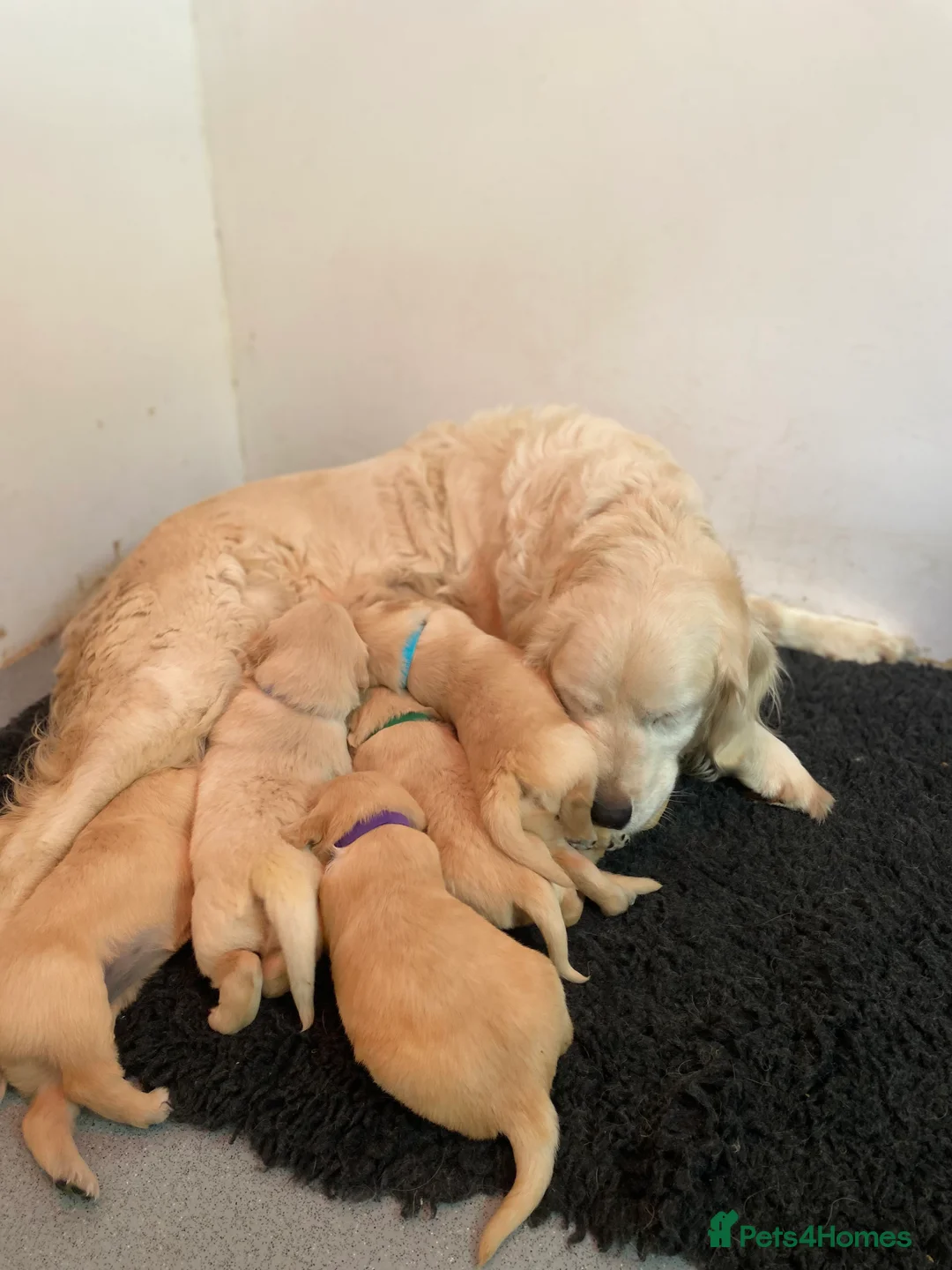Golden Retriever dogs for sale: 💛🤍 5 Star ⭐️🐶 Golden Retriever Pups 🐶 🌟🤍💛 - Advert 16