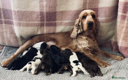 Cocker Spaniel dogs for sale: Health tested clear tan point show cocker puppies - Image 9