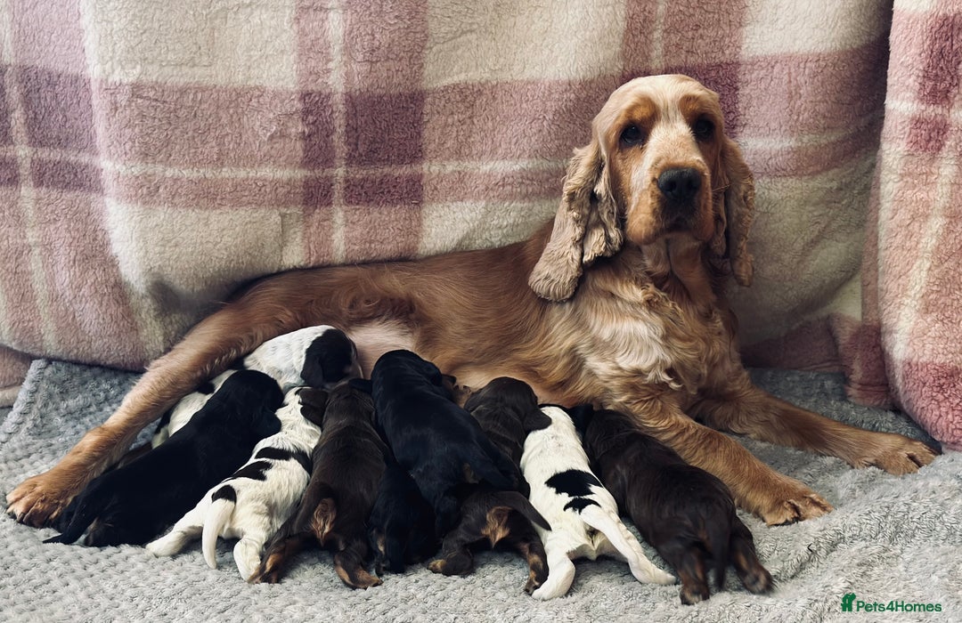Cocker Spaniel dogs for sale: Health tested clear tan point show cocker puppies - Image 9