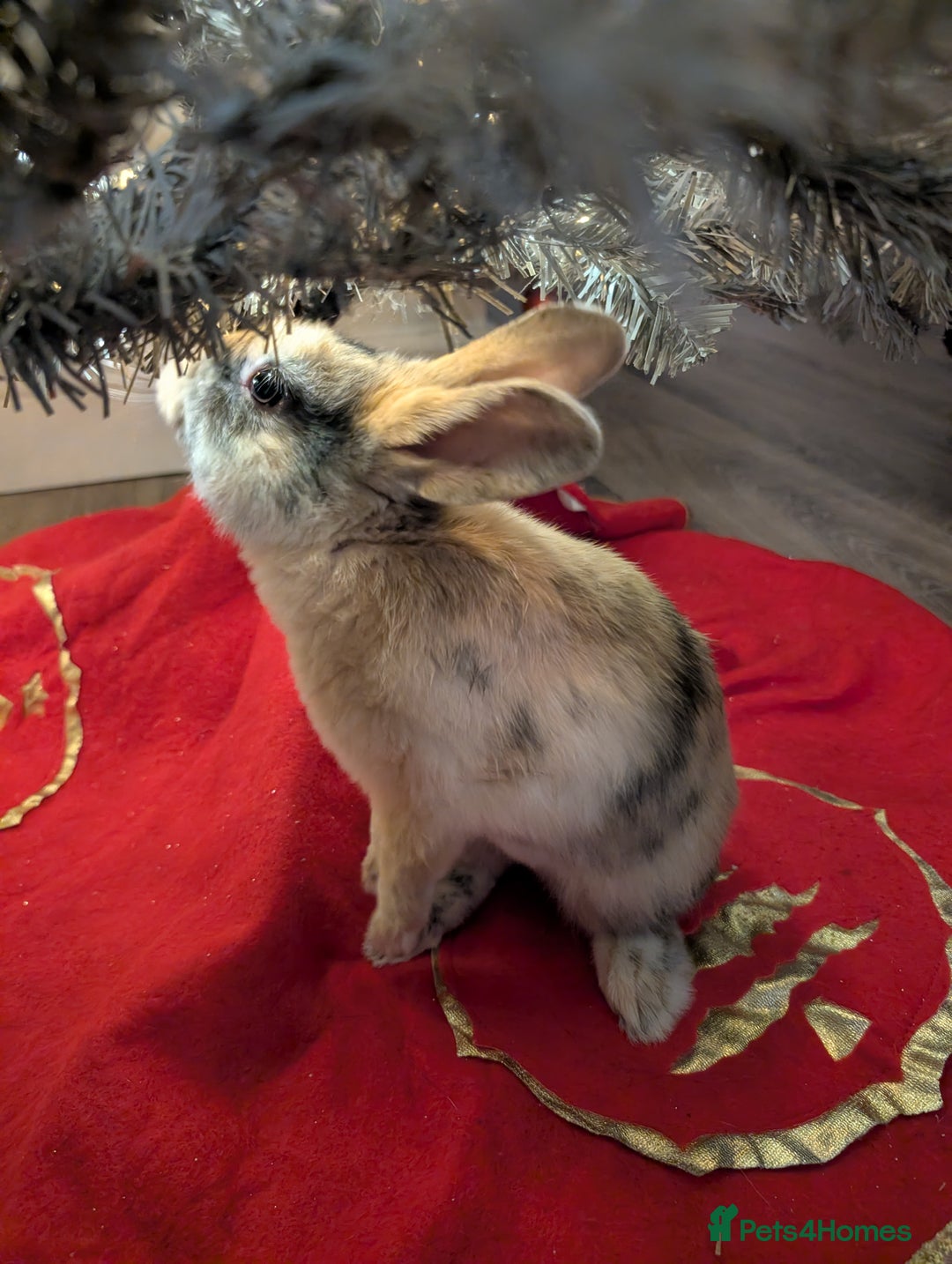 Mixed Breed rabbits for sale: Toffee - Advert 8