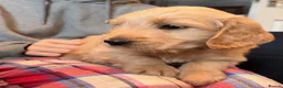 Goldendoodle dogs for sale: Australian Golden Doodle Puppies - READY NOW - Advert 23