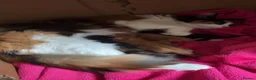 Mixed Breed cats for sale: Black & white kitten in Nelson - Advert 6