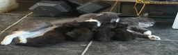 Mixed Breed cats for sale: Beautiful Black Female Kitten - Advert 6