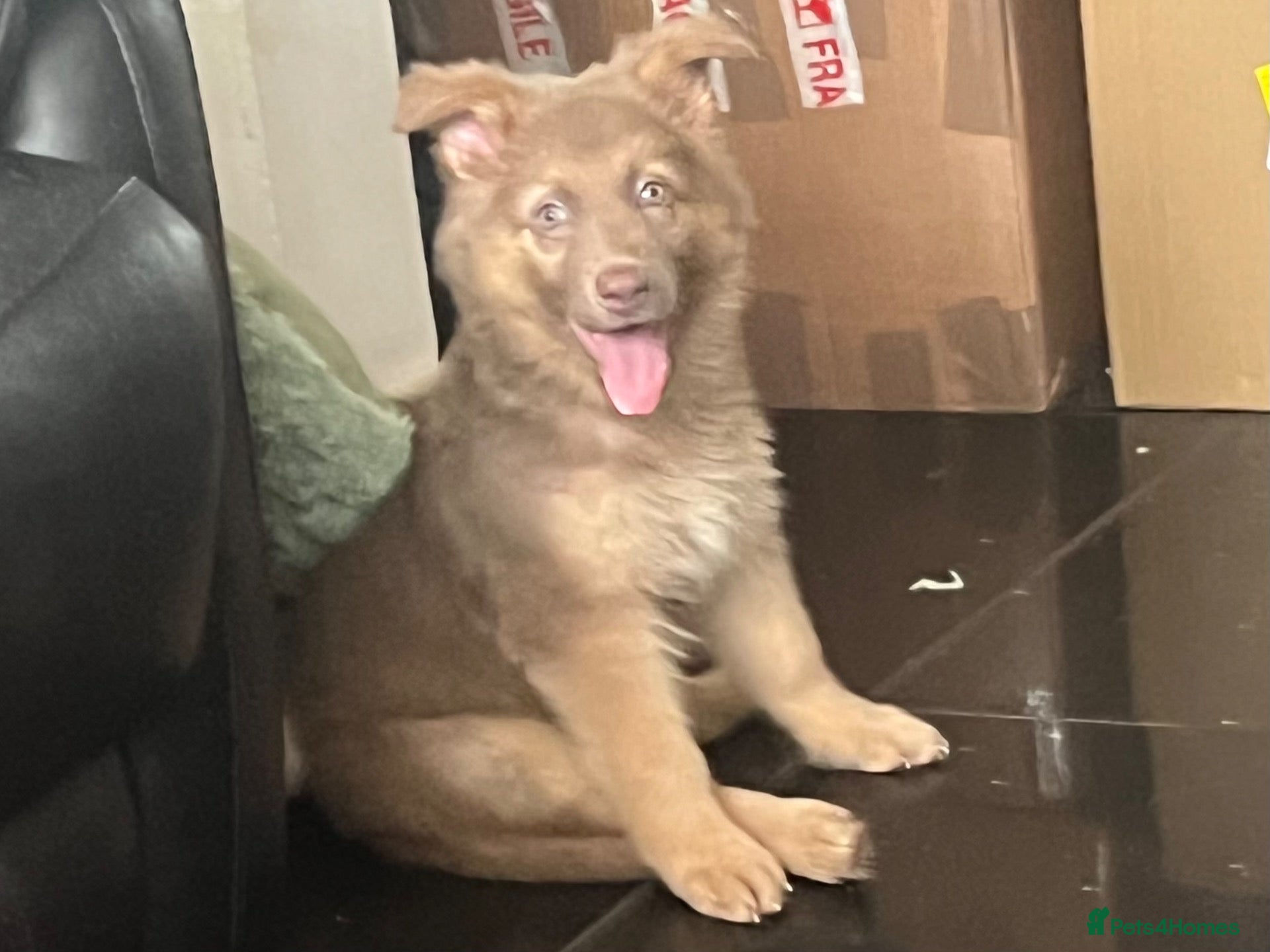 German Shepherd dogs German Shepherd Puppies Liver/tan & Isabella/tan  - Advert 1