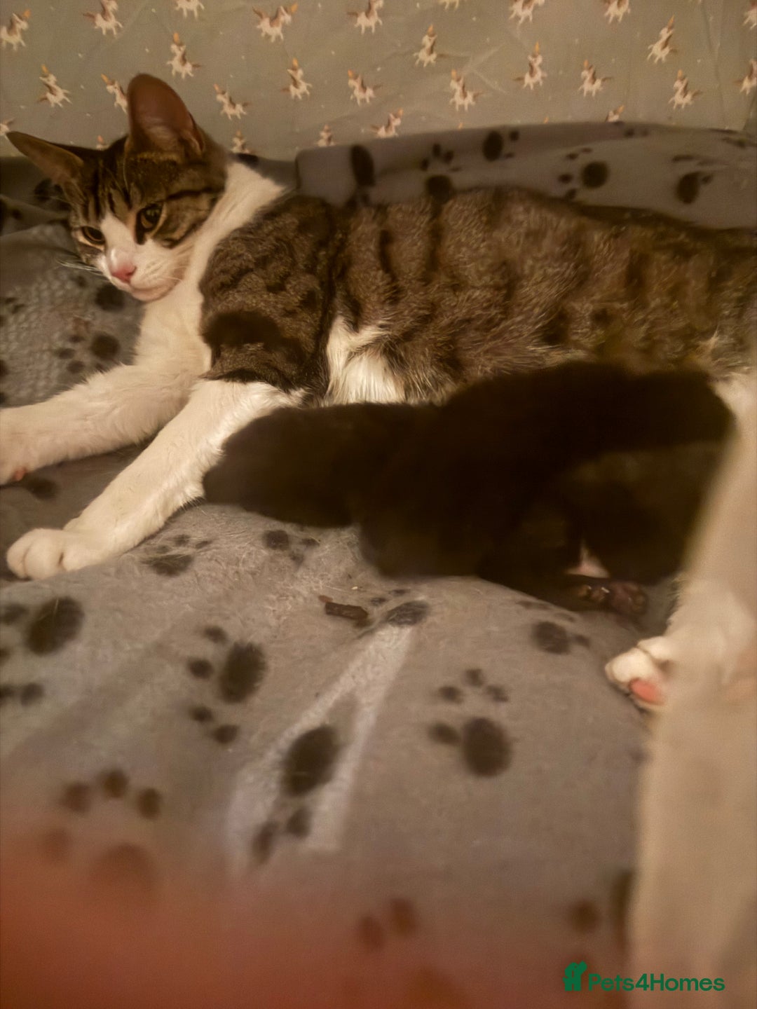 British Shorthair cats for sale: Black magical kittens - Advert 9