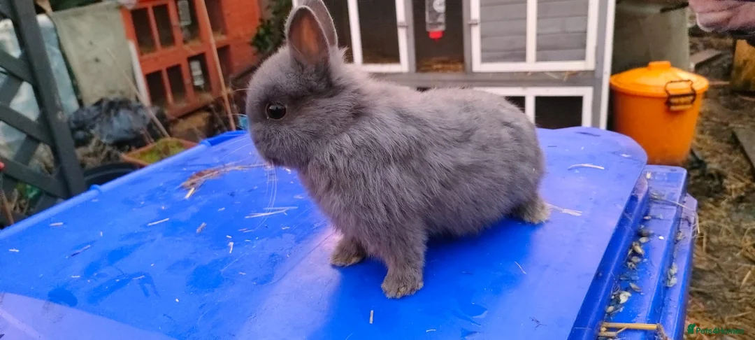 Netherland Dwarf rabbits for sale: Adorably Cute Baby Netherland Dwarves- M and F  - Advert 9