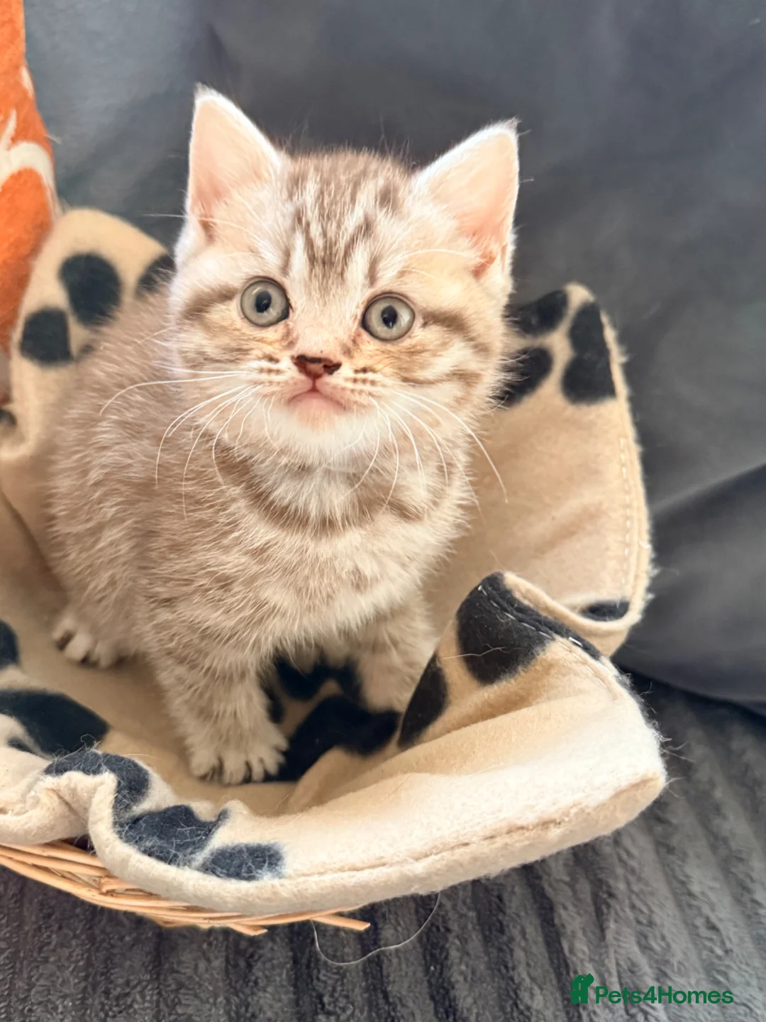 British Shorthair cats for sale: British Shorthair x Scottish fold babies  - Advert 12