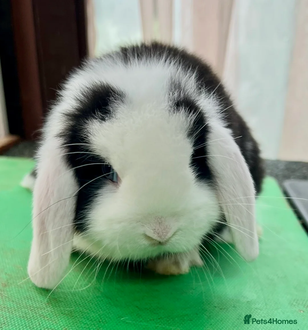 Mini Lop rabbits for sale: Beautiful coloured Mini Lops - Advert 22