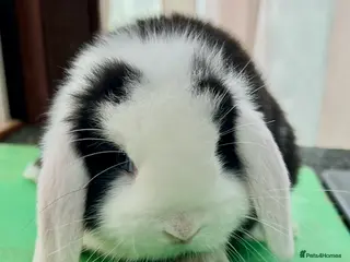 Mini Lop rabbits Mini Lop READY NOW! Now Only 1 available - Advert 13