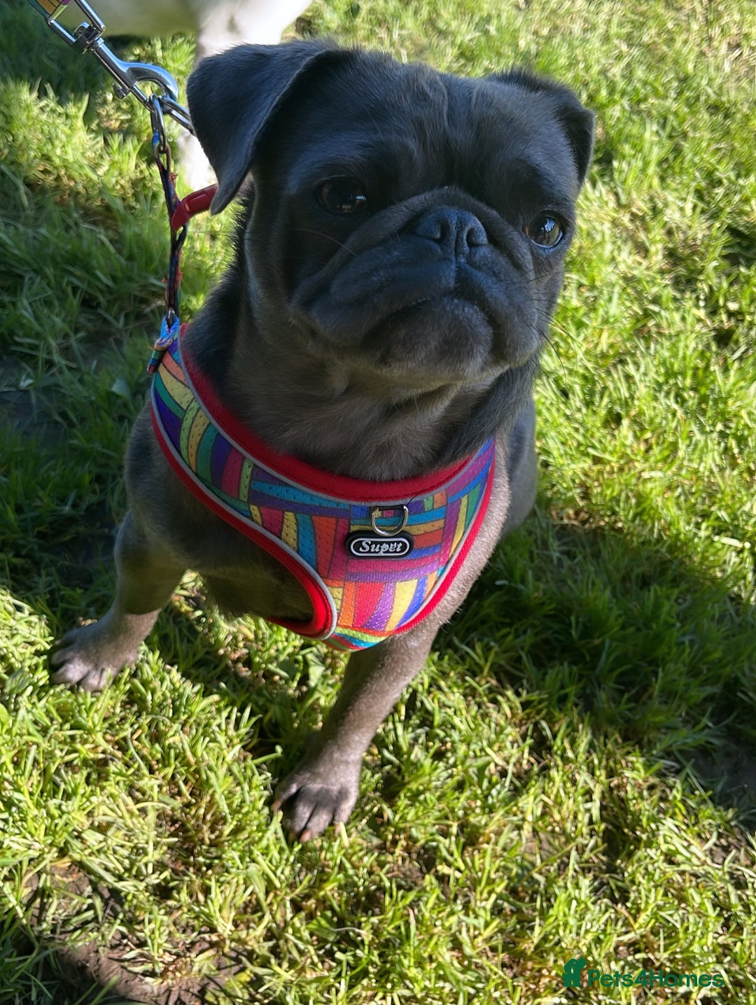 Pug dogs for sale: Beautiful Pug Puppies Male Female - Image 25