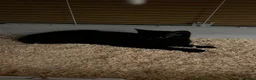 Mixed Breed cats for sale: Layl  - Advert 1