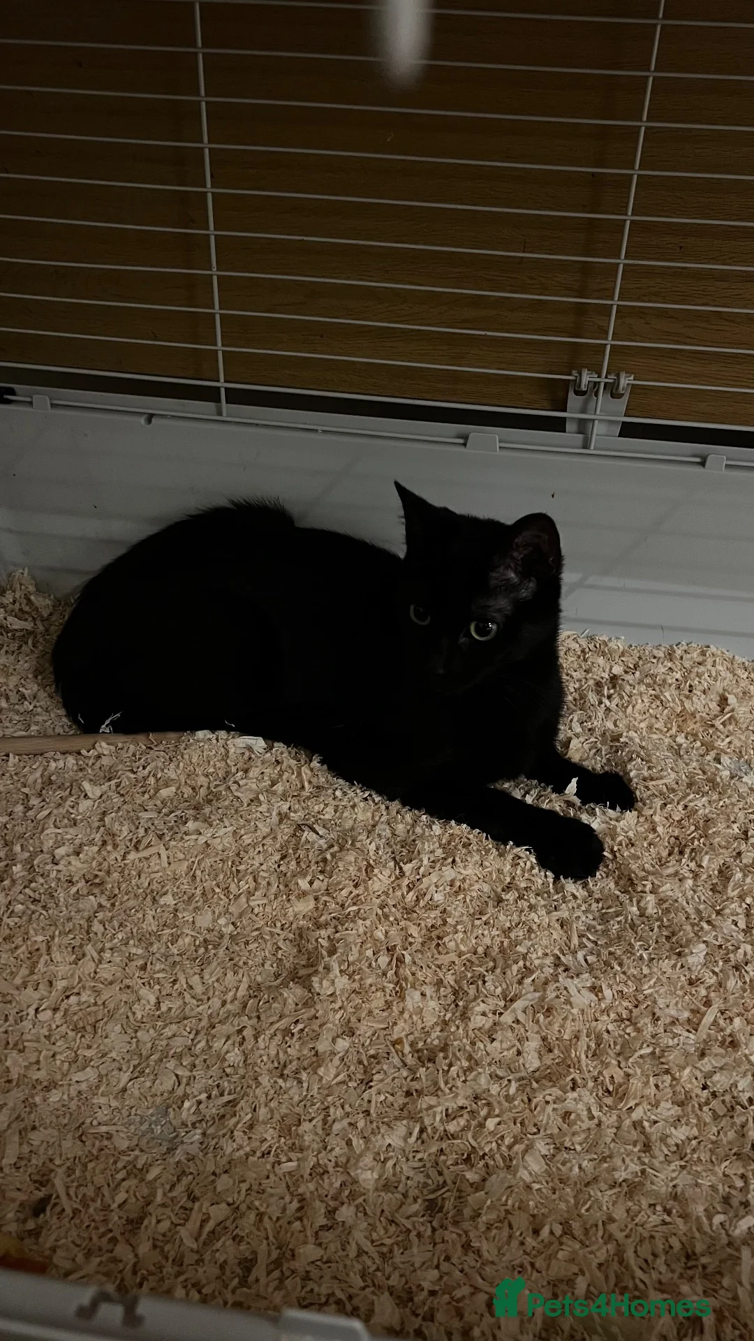 Mixed Breed cats for sale: Layl  - Advert 1