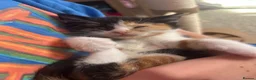 British Shorthair cats for sale: British Shorthair Ragdoll Kittens - Advert 17
