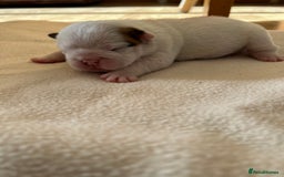 English Bulldog dogs for sale: English bulldogs - Advert 16