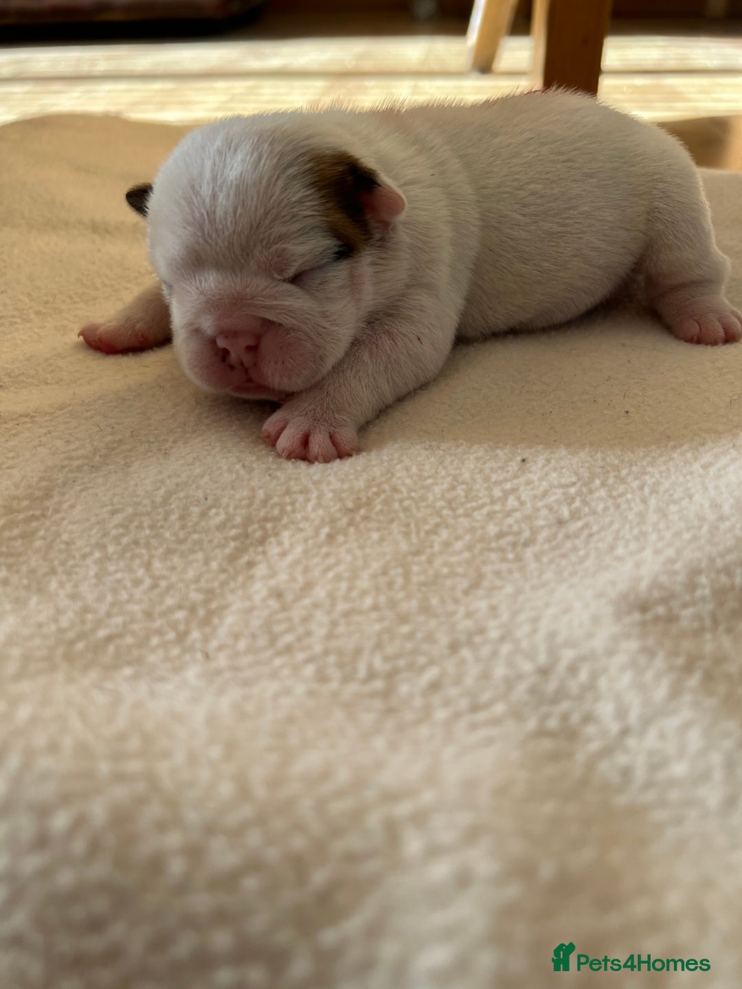 English Bulldog dogs for sale: English bulldogs - Advert 16