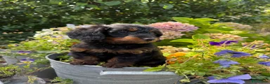 Doxiepoo 1
