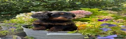 Doxiepoo dogs for sale: Adorable doxipoos  - Advert 30