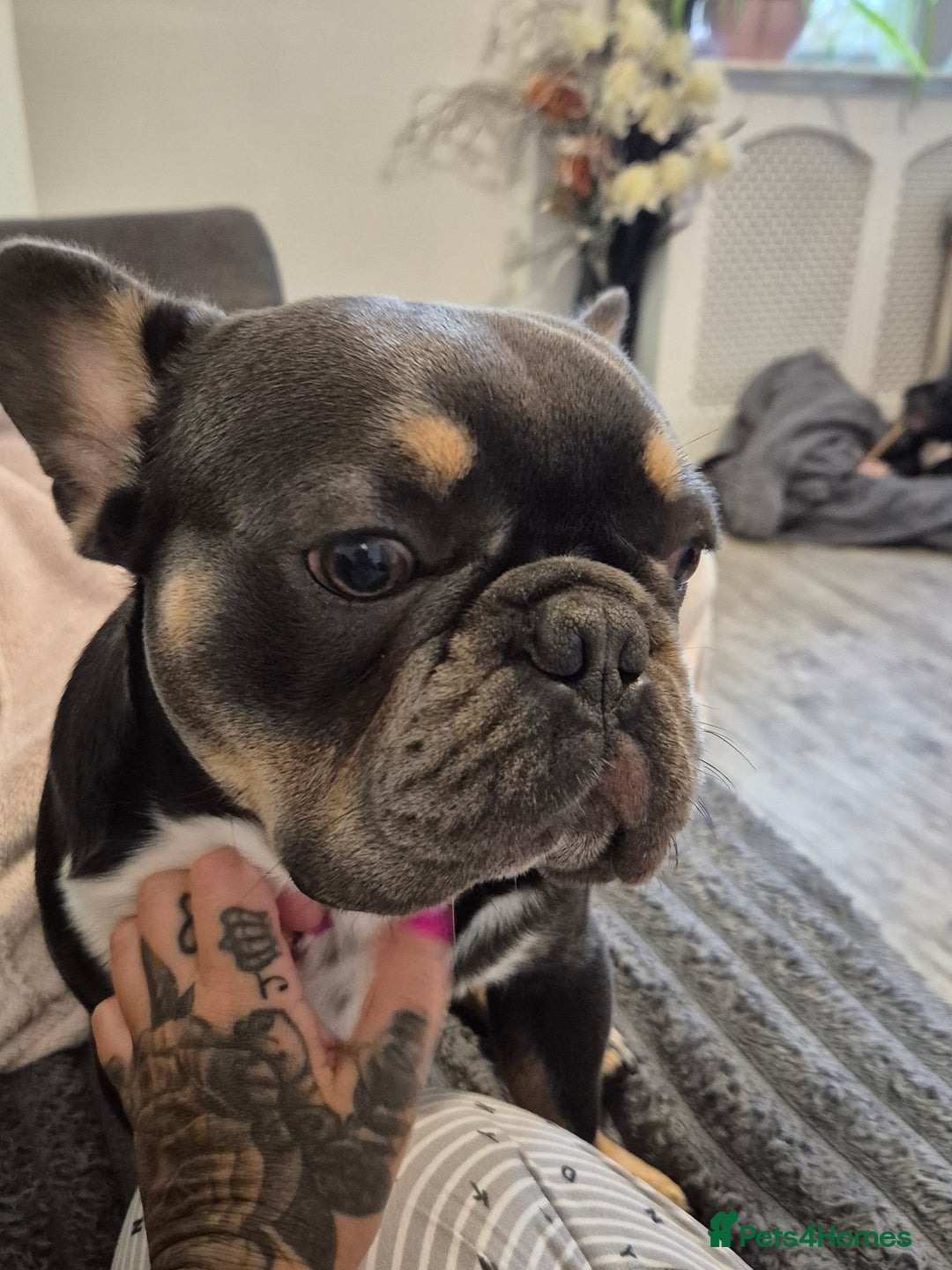 French Bulldog dogs for sale: Blue pied frenchbulldog puppies - Advert 4