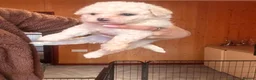 Mixed Breed dogs for sale: Bichon Maltese puppies - Advert 14