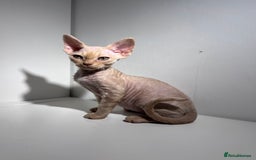 Devon Rex cats for sale: Ready now GCCF outstanding Devon Rex kittens  - Image 3