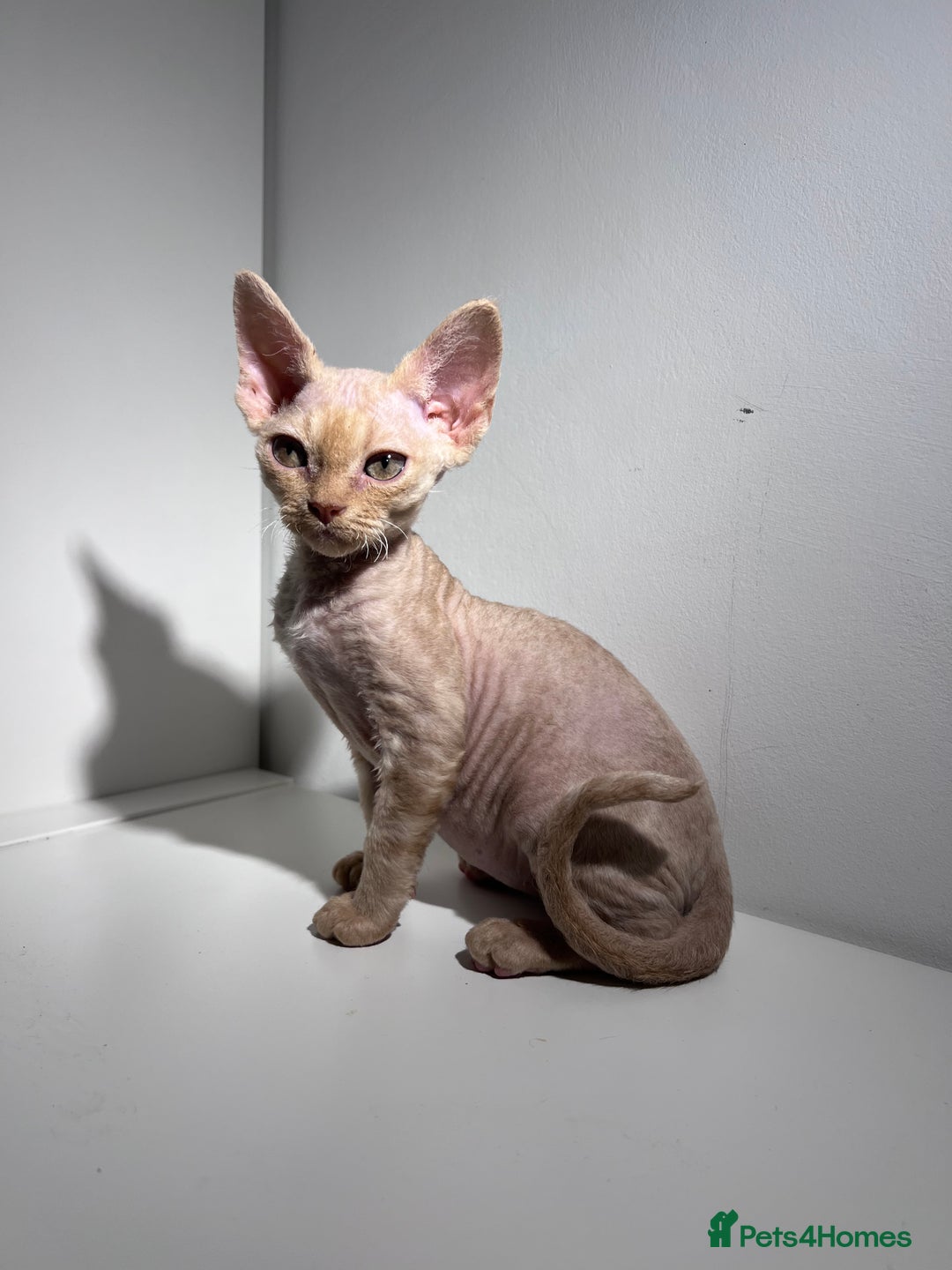 Devon Rex cats for sale: Ready now GCCF outstanding Devon Rex kittens  - Image 3