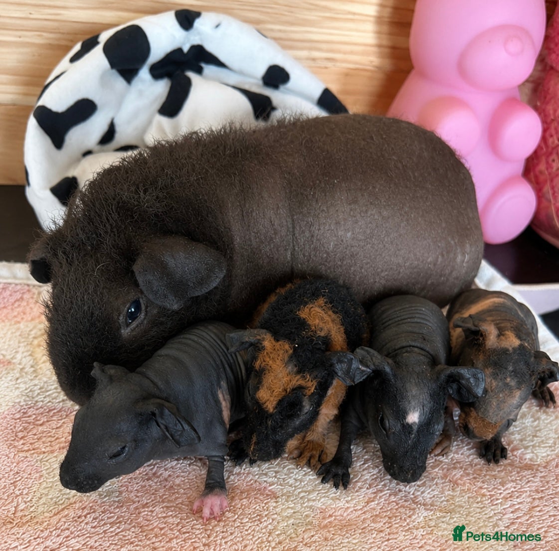 Guinea Pig rodents Skinny and Funky haired guinea pigs for sale - Advert 1