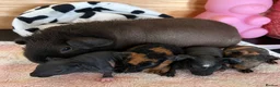 Guinea Pig rodents for sale: Skinny and Funky haired guinea pigs for sale - Advert 1