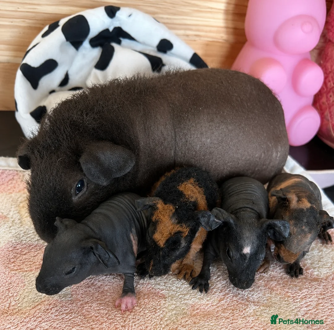 Guinea Pig rodents for sale: Skinny and Funky haired guinea pigs for sale - Advert 1