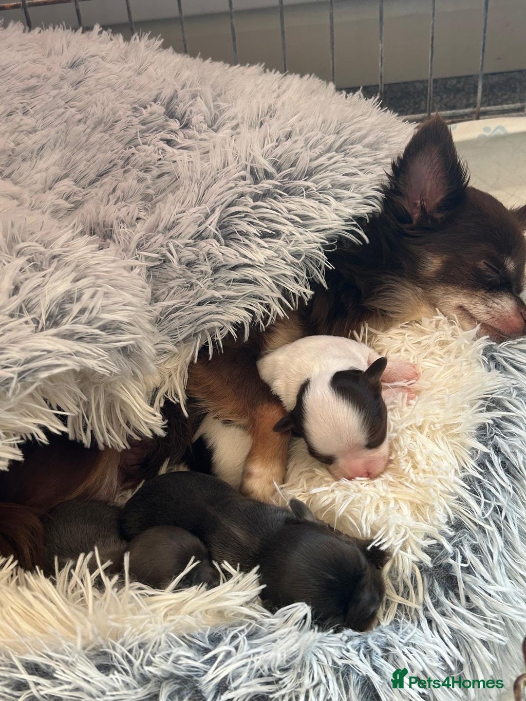 Chihuahua dogs for sale: Chihuahua teacup - Image 25