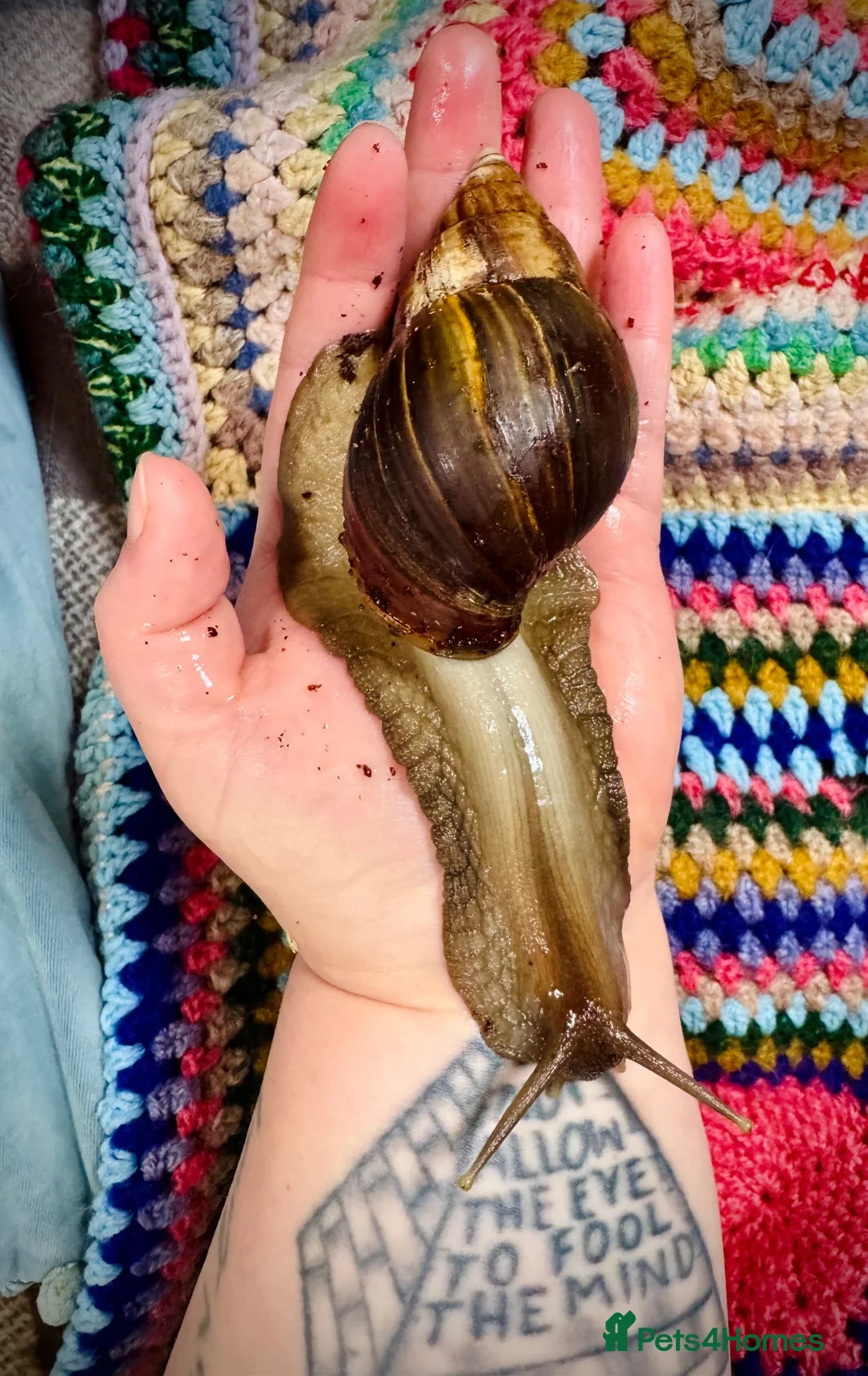 Snails invertebrates for sale: Looking for a suitable home for two GALS in Leicester - Advert 5