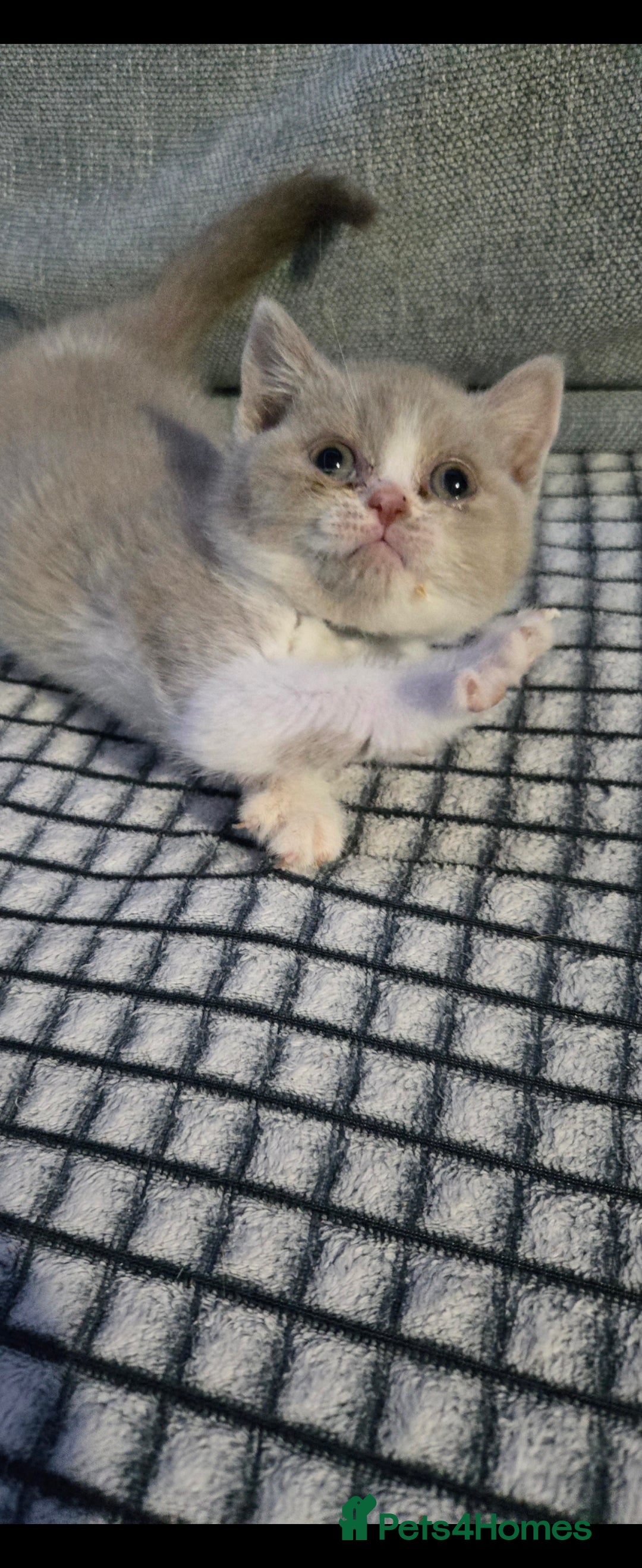 British Shorthair cats for sale: British shorthair kittens olny 1 girl ready now - Advert 14