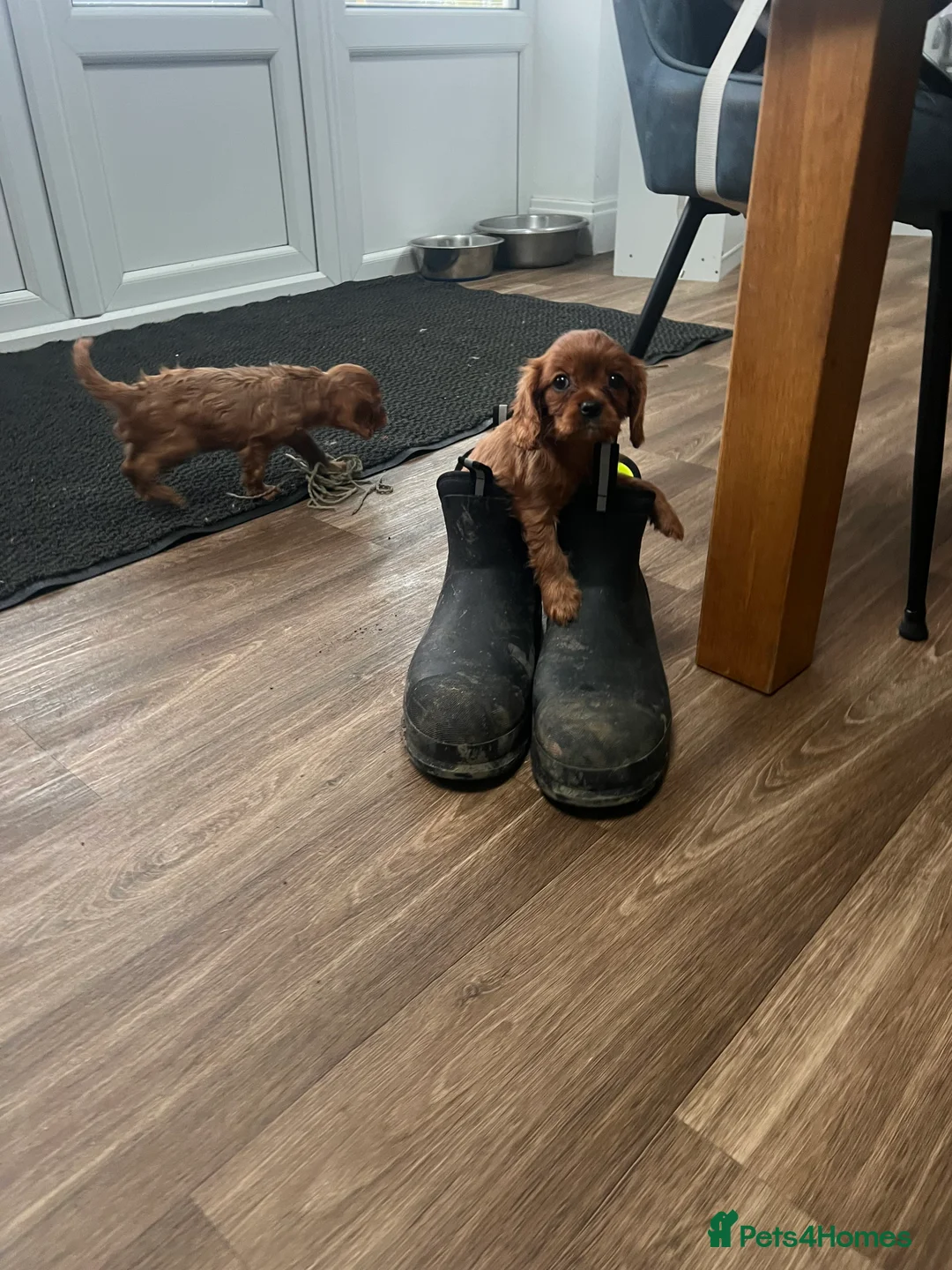Cavalier King Charles Spaniel dogs for sale: King Charles spaniels kc registered  - Advert 2