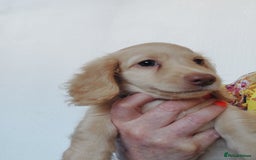 Miniature Dachshund dogs for sale: READY, KC REG PRA CLEAR CREAM MINI L HAIRED DAXI - Image 3