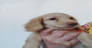 Miniature Dachshund dogs - Advert 10