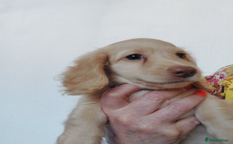 Miniature Dachshund dogs - Advert 10