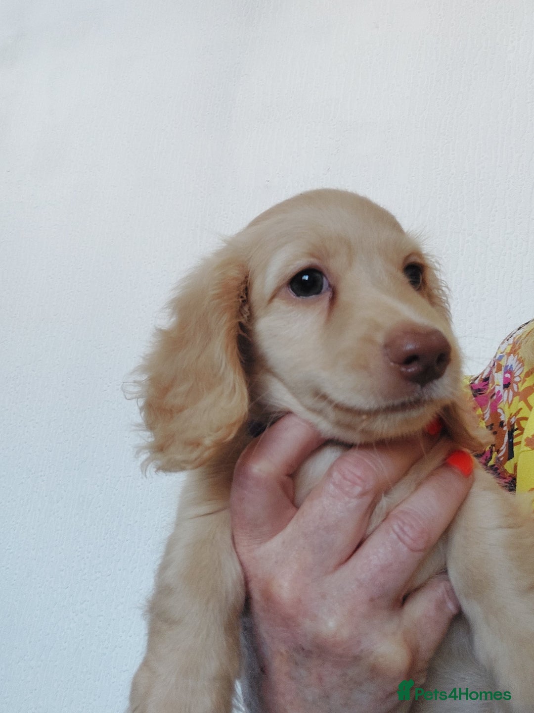 Miniature Dachshund dogs for sale: READY, KC REG PRA CLEAR CREAM MINI L HAIRED DAXI - Image 3