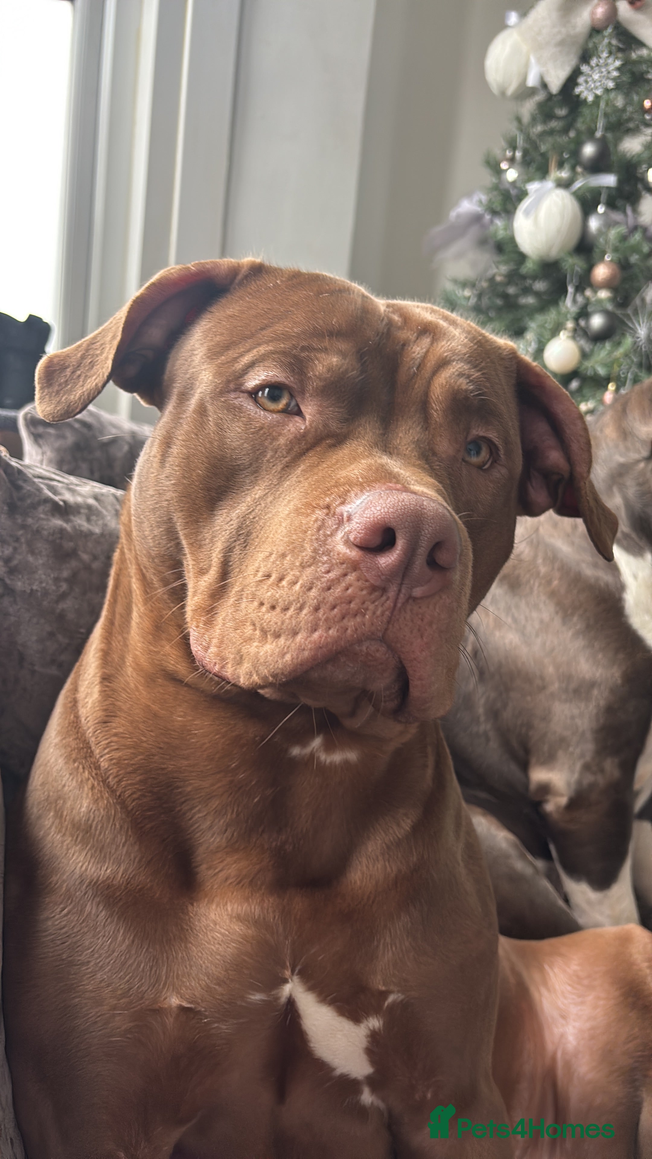 American Bully dogs Standard bully  - Advert 1