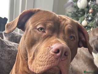 American Bully dogs Standard bully - Advert 1