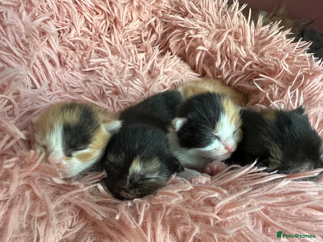Domestic Shorthair cats for sale: 8 Beautiful kittens with stunning markings  - Image 5