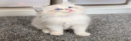Ragdoll cats for sale: 🏆 GCCF Champion Ragdolls • Active Considered - Advert 9