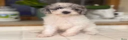 Toy Poodle dogs for sale: Stunning Toy poodle puppy boys  - Advert 3