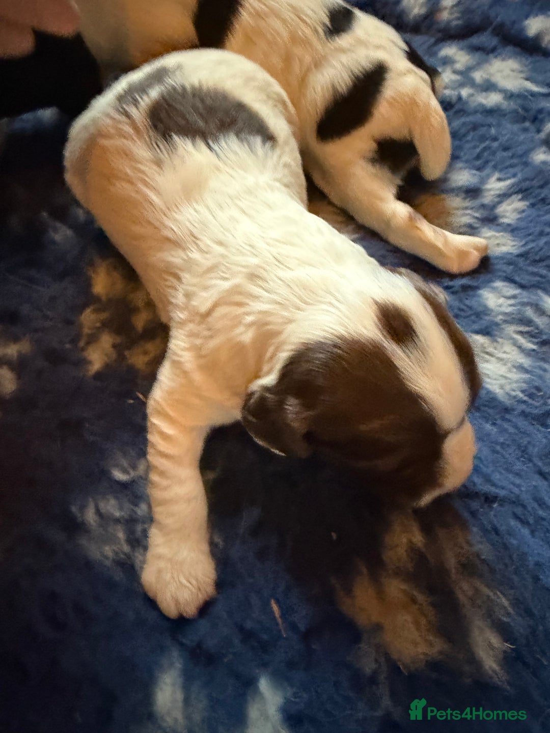 English Springer Spaniel dogs for sale: KC registered English springer spaniel puppies - Advert 3