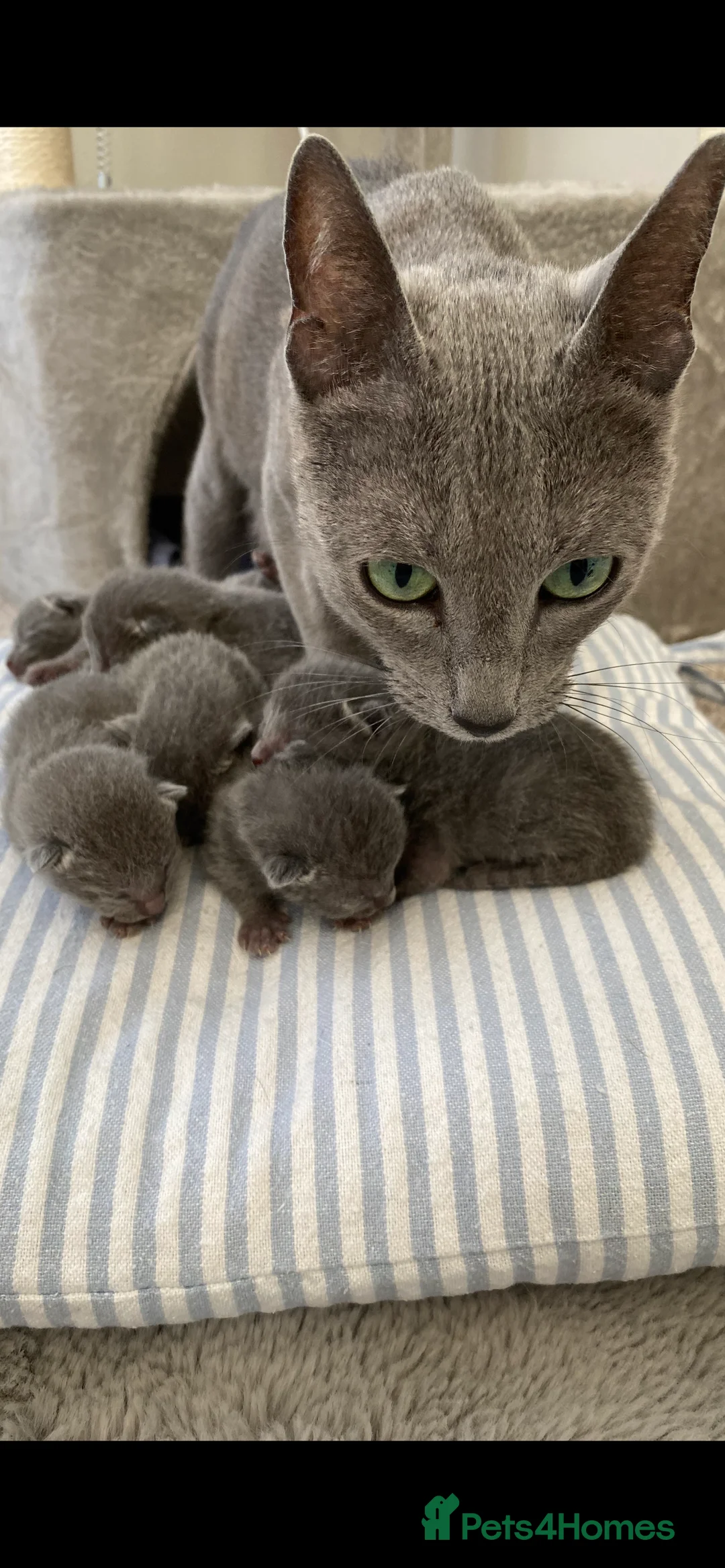 Russian Blue cats for sale: 6 Stunning GCCF Russian Blue Kittens 🐾 24th Feb  - Advert 1