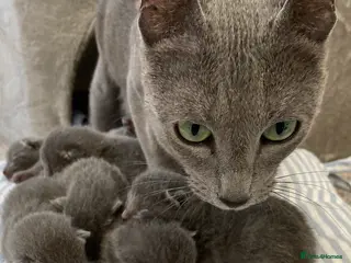 Russian Blue cats 6 Stunning GCCF Russia Blue Kittens born 24th Feb - Advert 1
