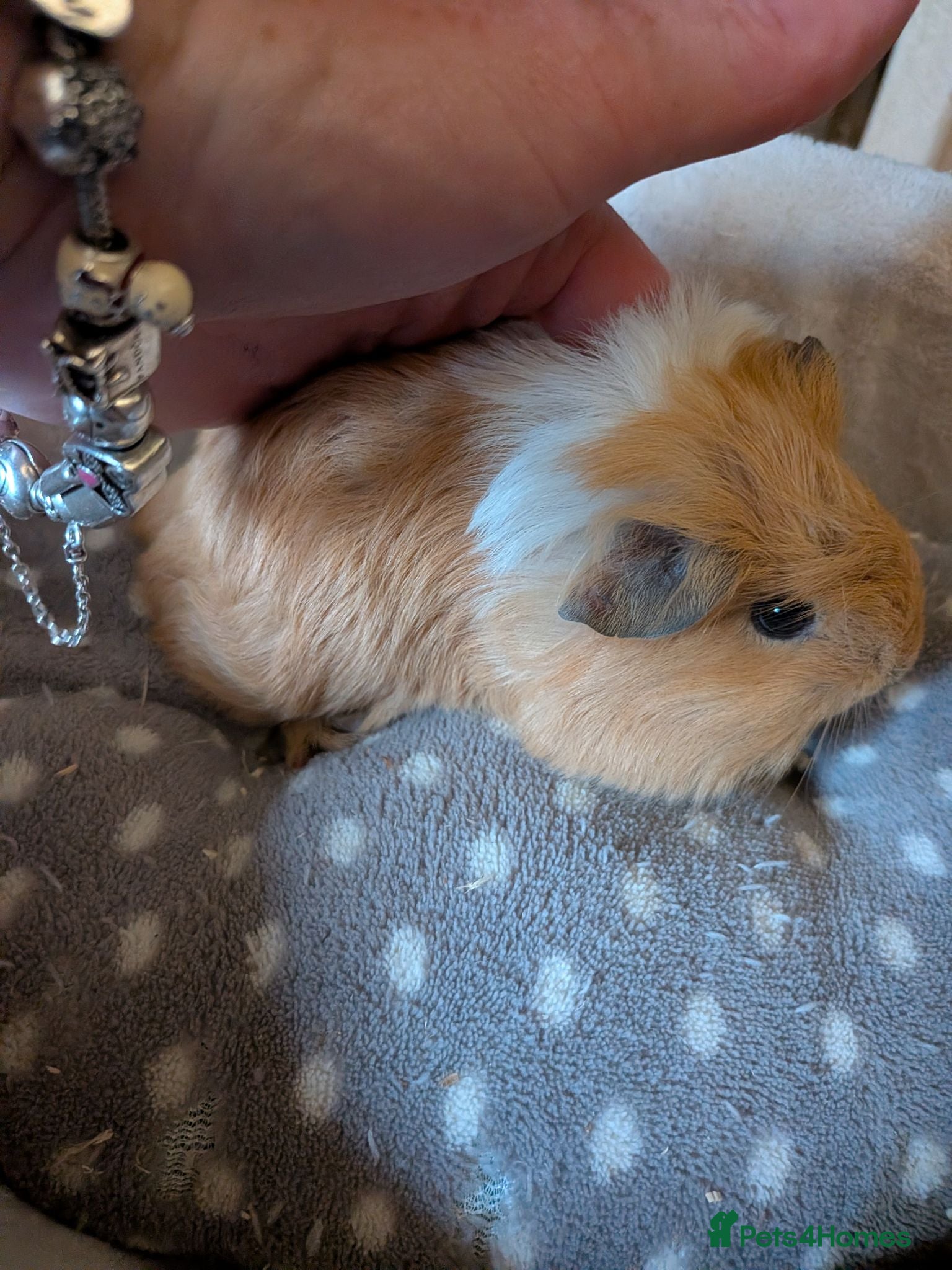 Guinea Pig rodents 2 little baby boy Guinea pigs - Advert 5