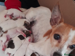 Mixed Breed dogs - Advert 5