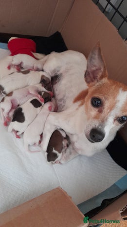 Mixed Breed dogs - Advert 3