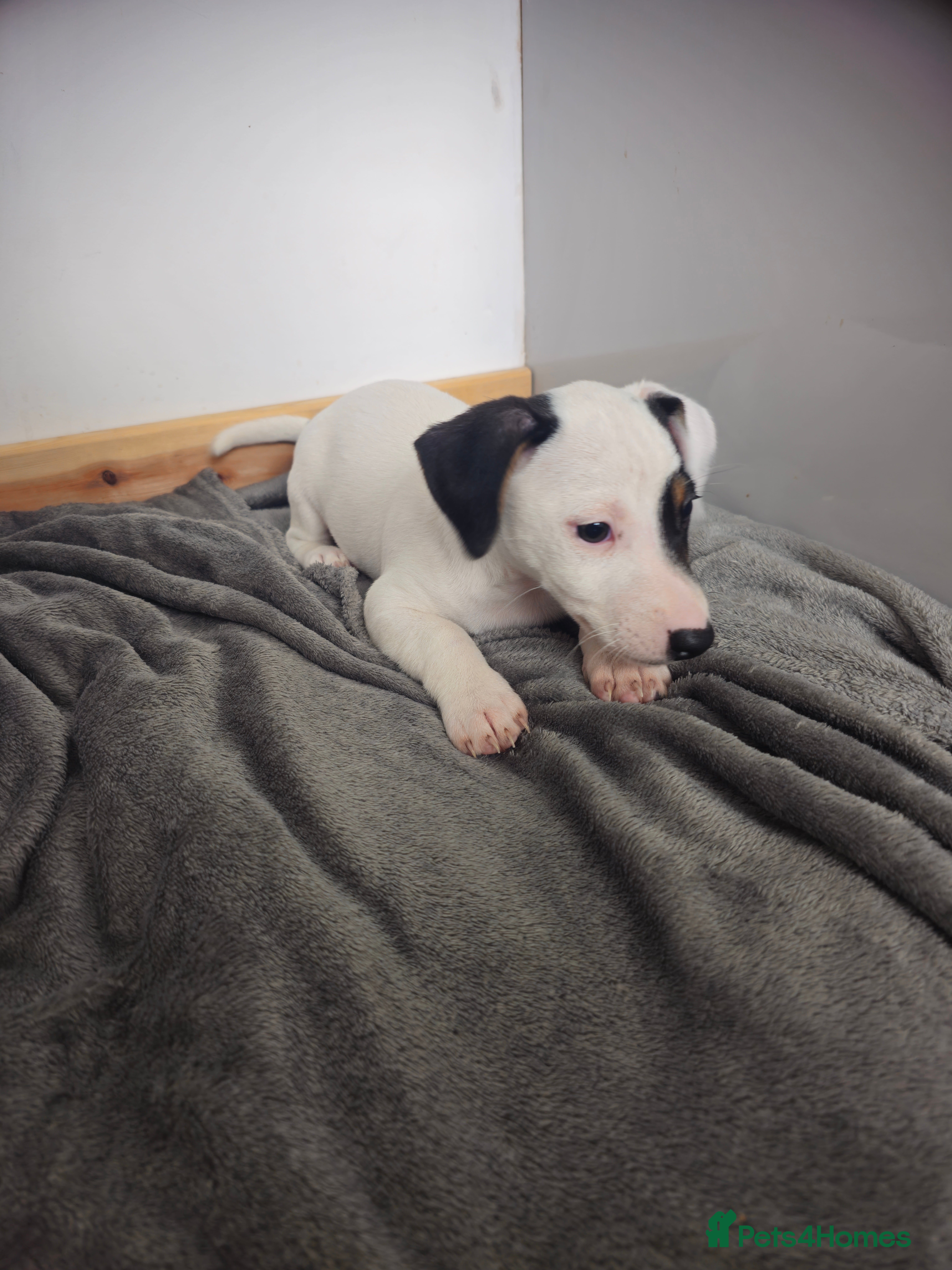 Mixed Breed dogs Parson Russell puppies for sale - Advert 2