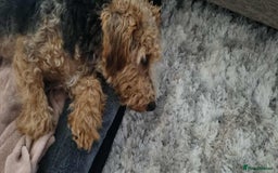 Welsh Terrier dogs for adoption: Sweet Charlie looking for LOVE - Image 5